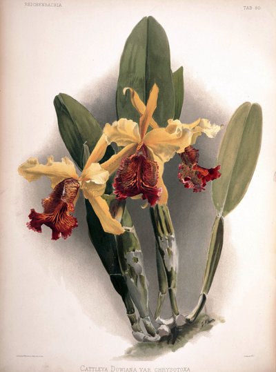 Cattleya dowiana var. aurea by London H. Sotheran and Co.